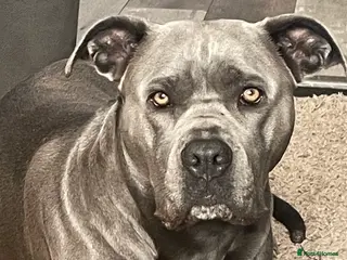 Mixed Breed dogs Stunning Cane Corso x Presa Canario Puppies - Advert 1