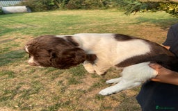 English Springer Spaniel dogs for sale: English Springer Spaniel Puppies - Image 8