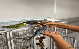Budgerigars birds for sale: 6 Male Budgies. Tame/ semi-tame. OPEN TO OFFERS - Image 10