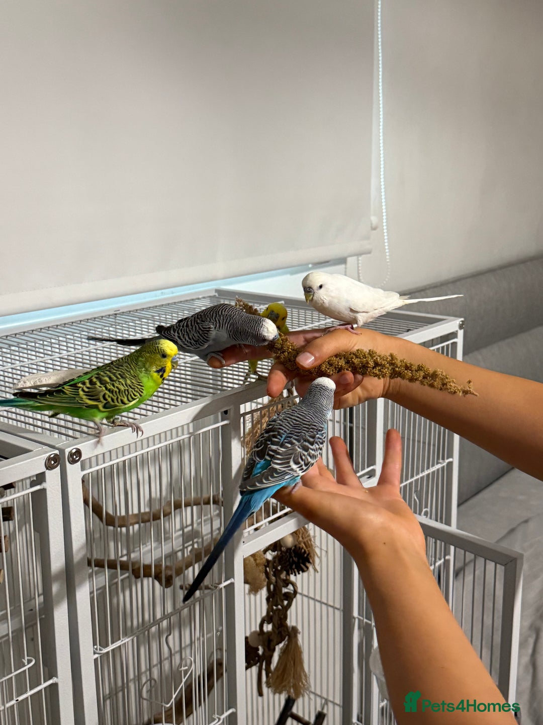 Budgerigars birds for sale: 6 Male Budgies. Tame/ semi-tame. OPEN TO OFFERS - Image 10