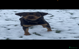 Mixed Breed dogs for sale: 🐾 Loving Dog Looking For His Forever Home 🐾 - Image 2
