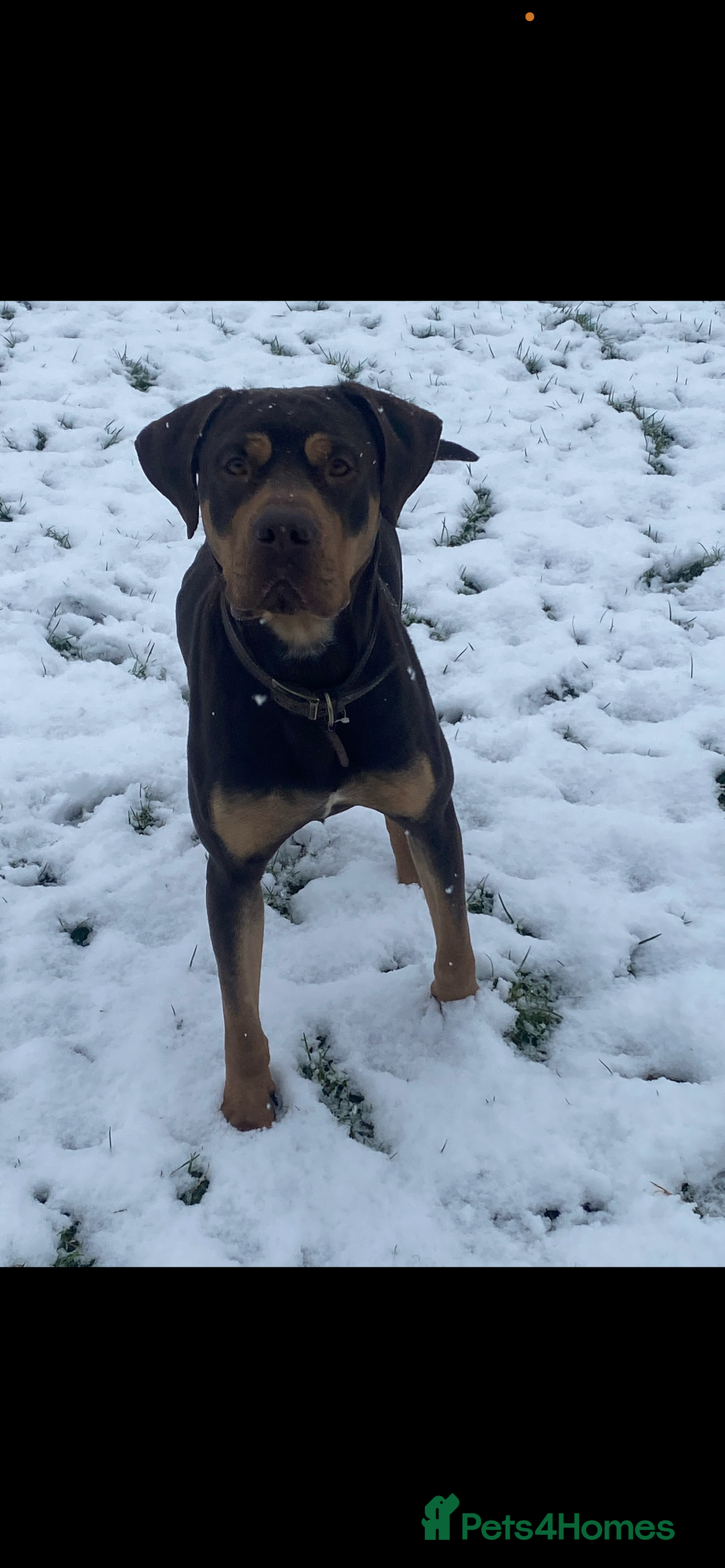 Mixed Breed dogs for sale: 🐾 Loving Dog Looking For His Forever Home 🐾 - Image 2
