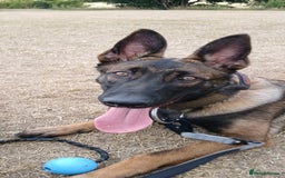 Belgian Shepherd Dog dogs for sale: Looking for a working home  - Image 3