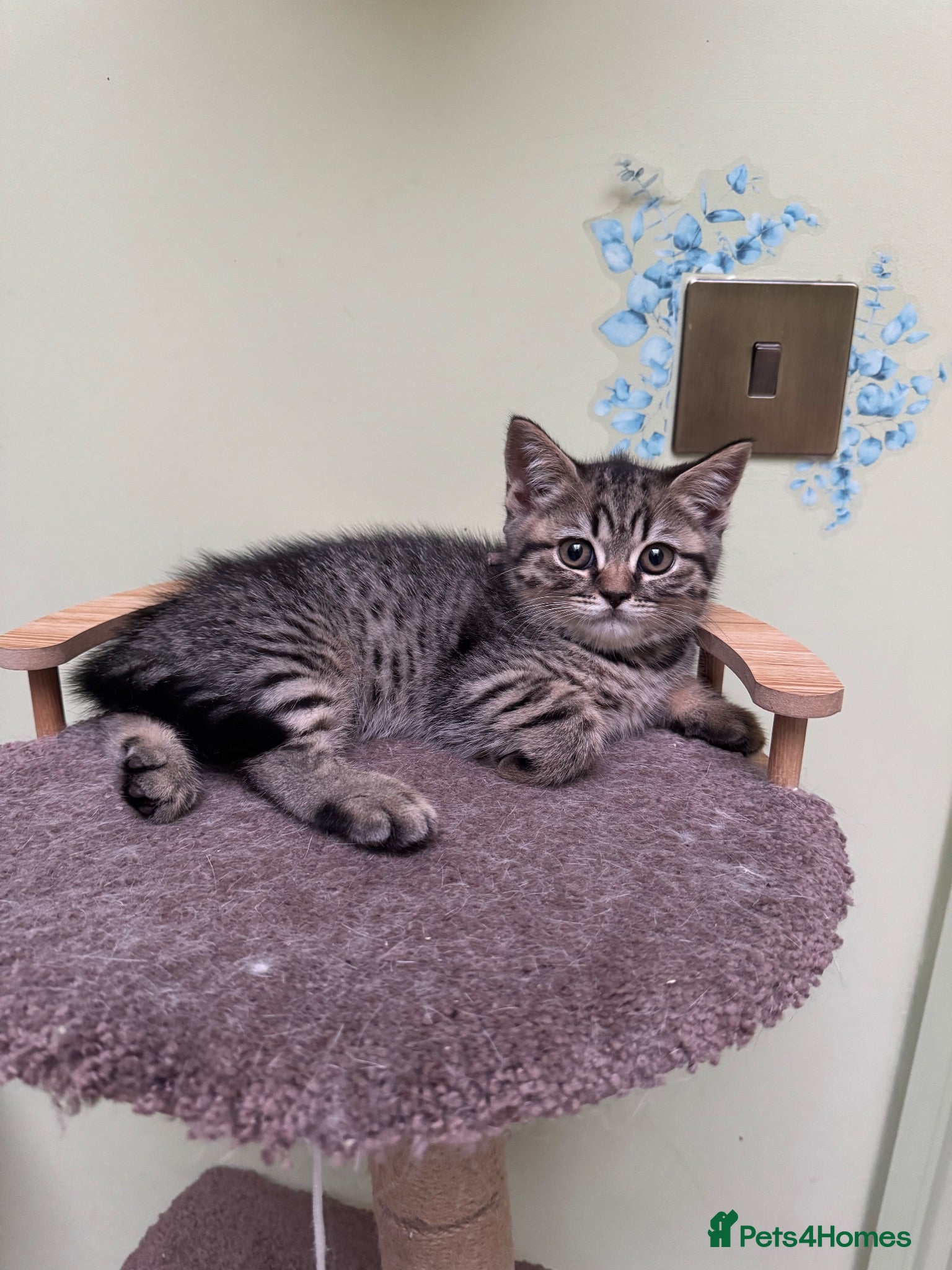 Scottish Fold cats Scottish straight kittens registered  - Advert 2