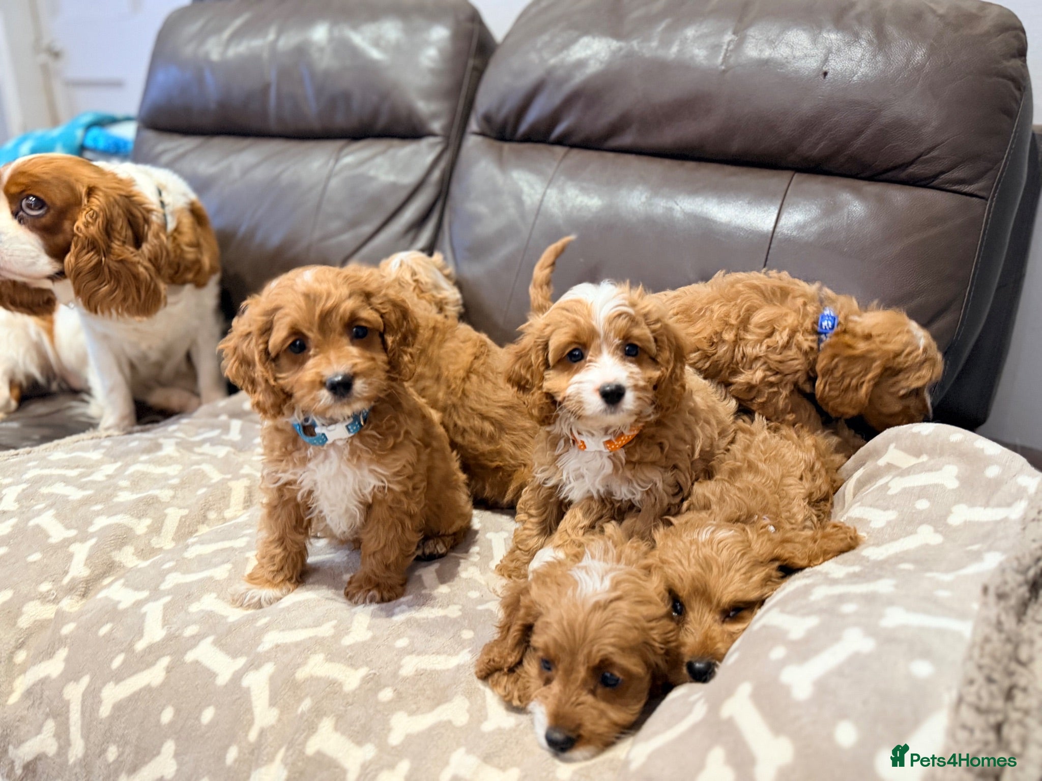 Cavapoo dogs Exceptional F1 Toy Cavapoos-Health Tested Parents - Advert 2