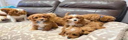 Cavapoo dogs for sale: Exceptional F1 Toy Cavapoos-Health Tested Parents - Advert 2