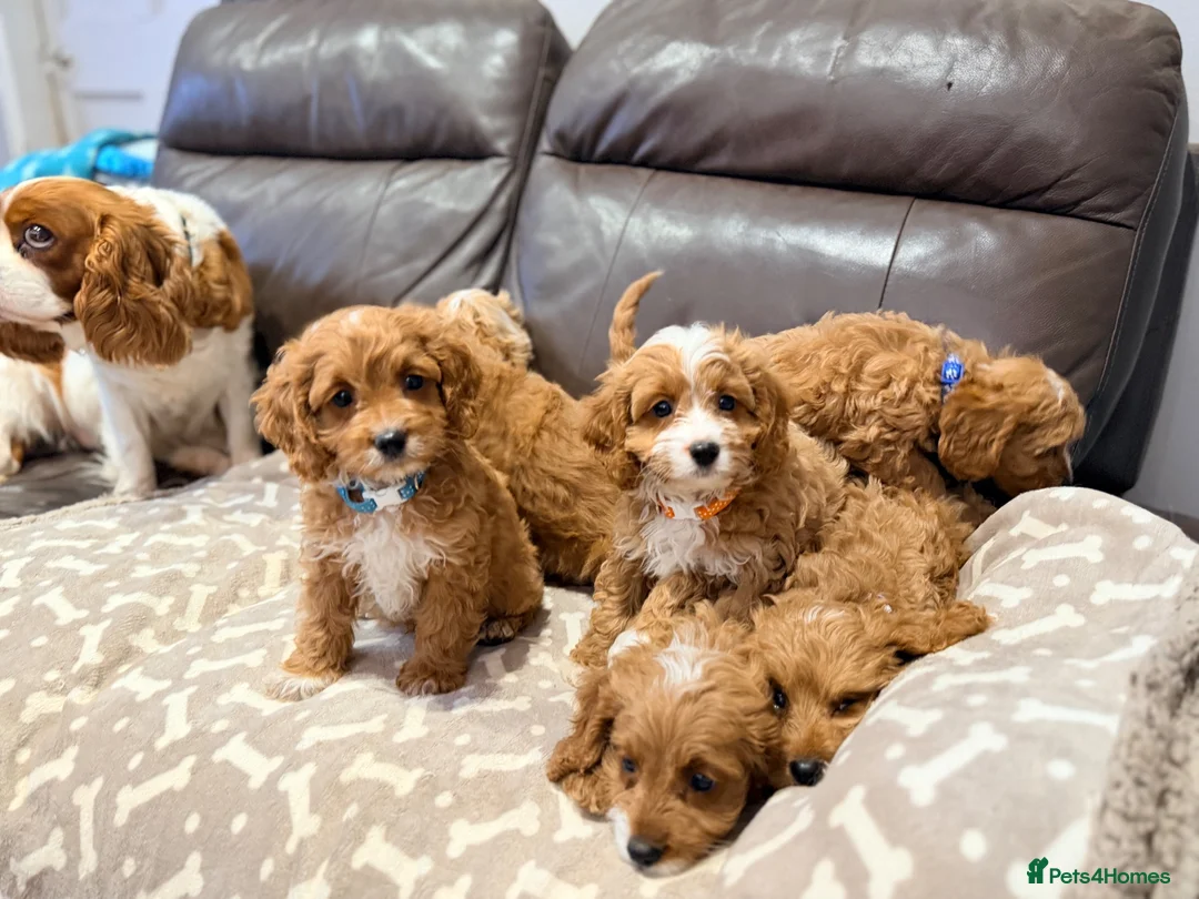 Cavapoo dogs for sale: Exceptional F1 Toy Cavapoos-Health Tested Parents - Advert 2