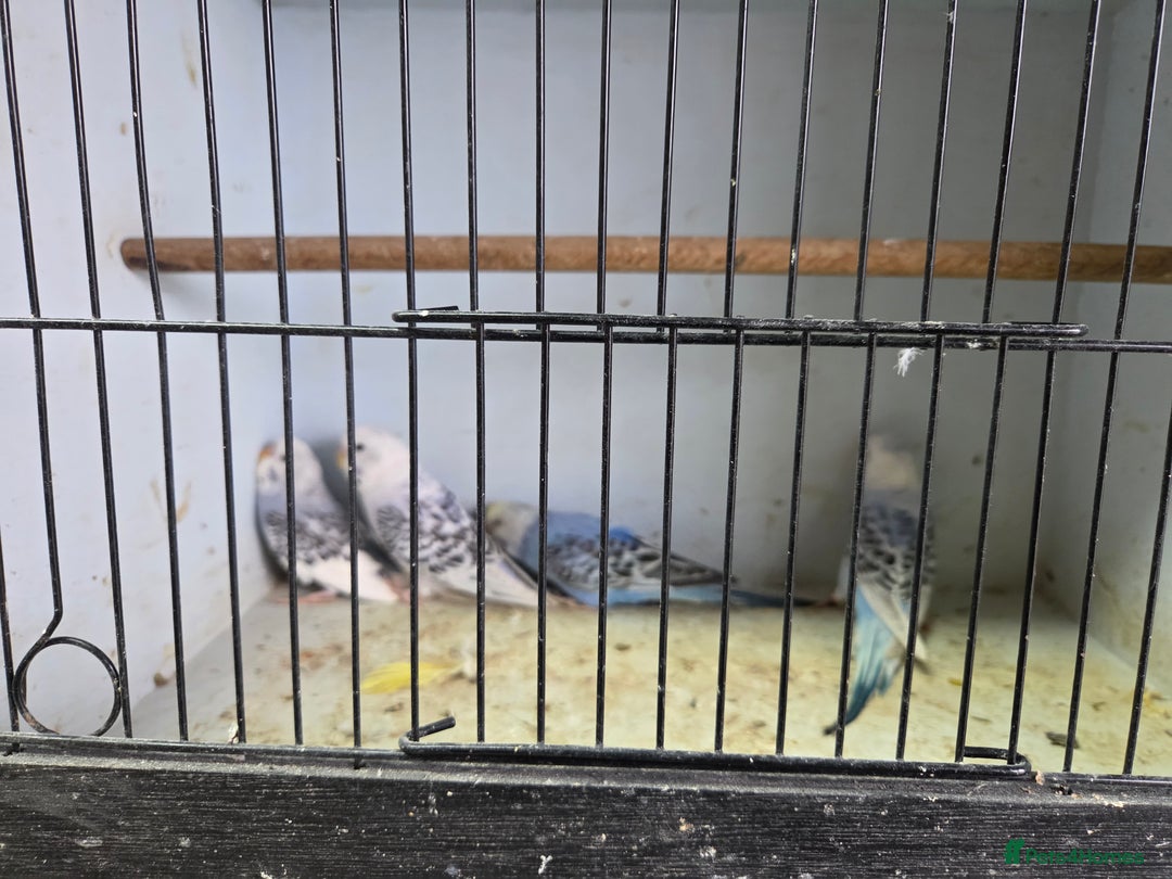 Budgerigars birds for sale:  budgies for sale - Advert 6