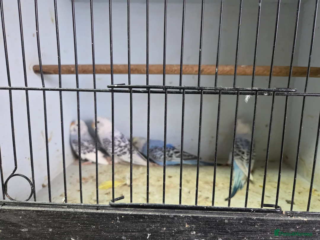 Budgerigars birds for sale:  budgies for sale - Advert 17