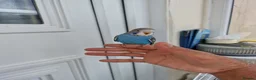 Budgerigars birds for sale: Super silly hand tamed baby budgies  - Advert 20