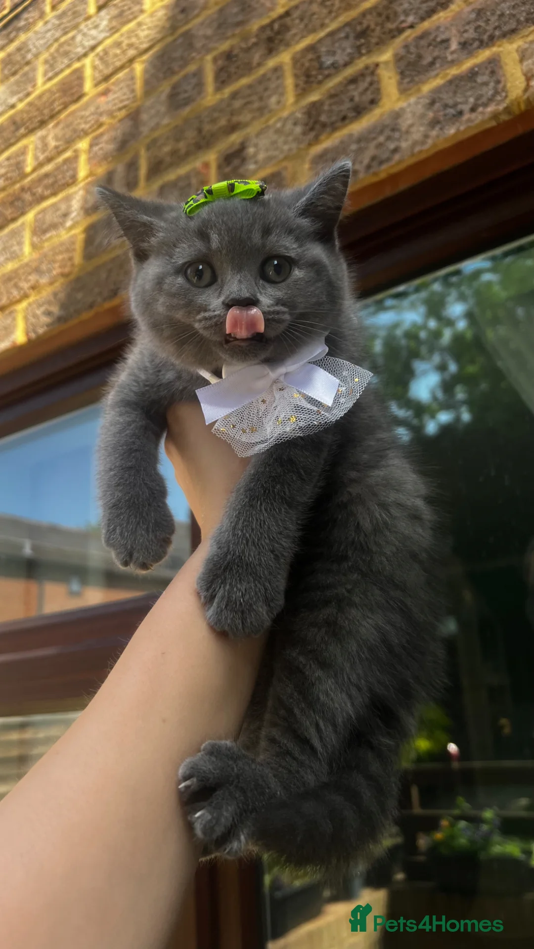 British Shorthair cats for sale: British shorthair  - Advert 2