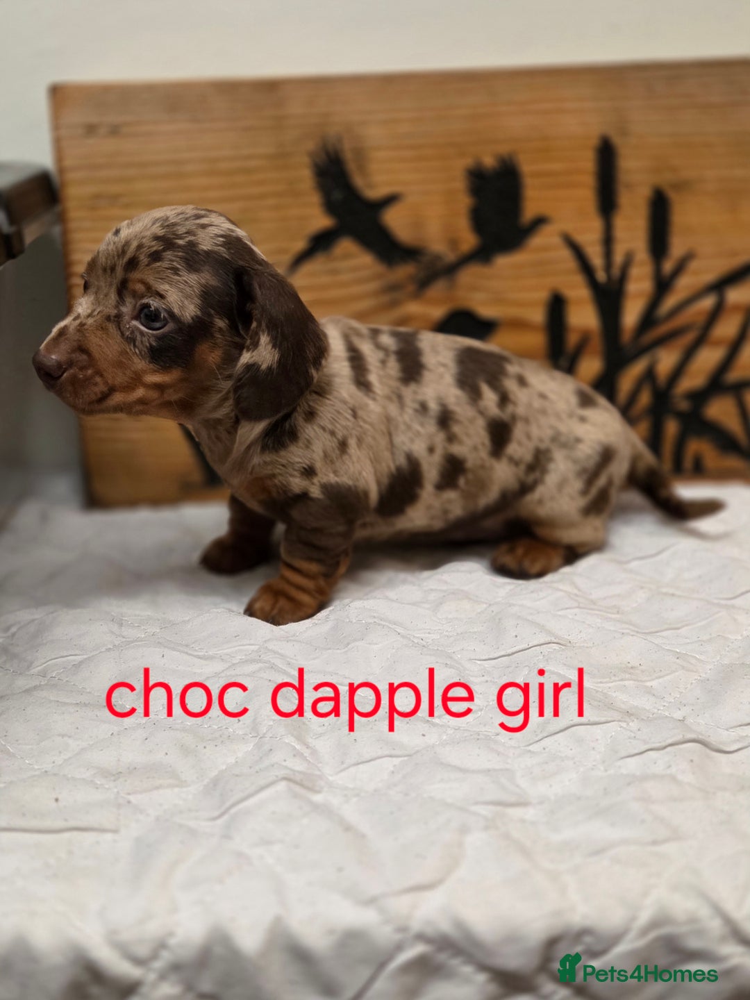 Miniature Dachshund dogs for sale: QUALITY PRA CLEAR MIN DACHSHUNDS  - Advert 21