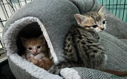 British Shorthair cats for sale: 4 kittens for sale: 3 girls 1 boy mixed coats  - Image 14