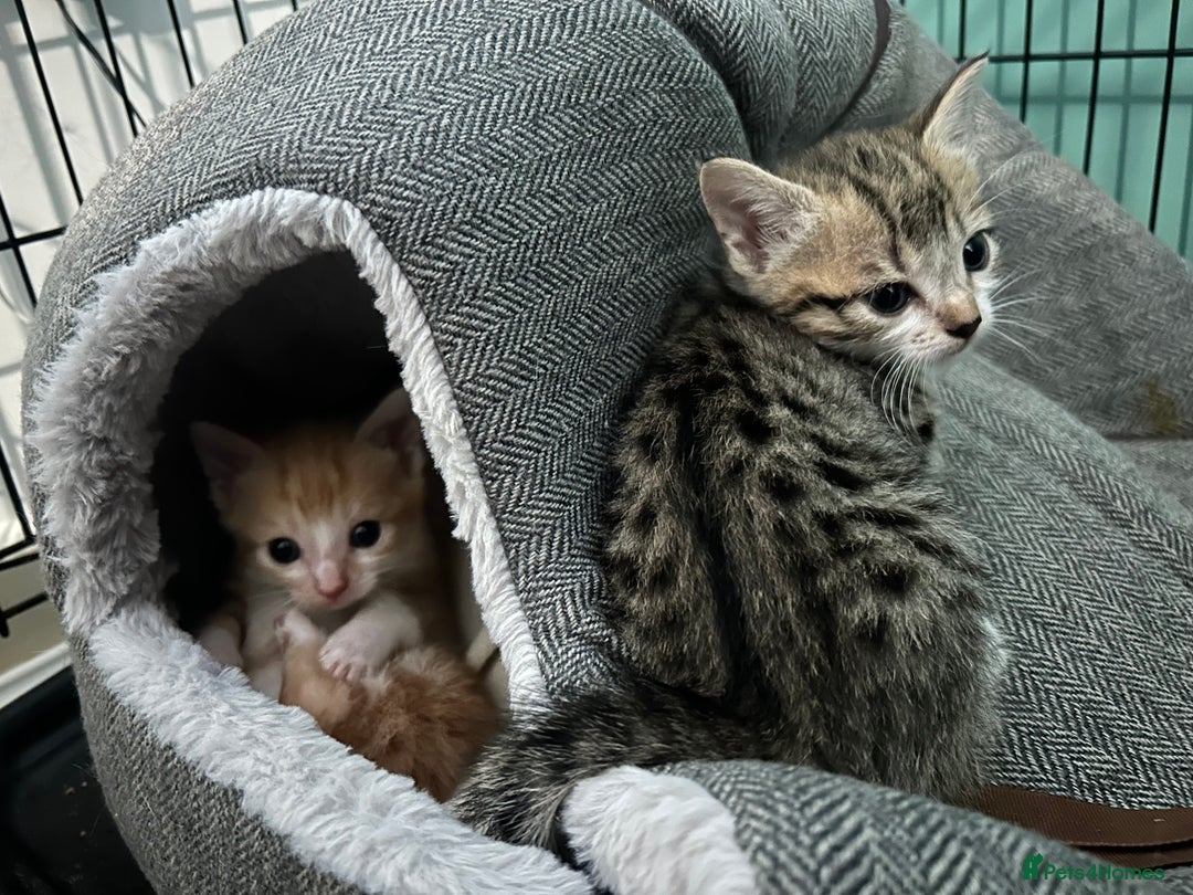 British Shorthair cats for sale: 4 kittens for sale: 3 girls 1 boy mixed coats  - Image 14
