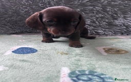 Dachshund dogs for sale: Miniature Daschund - Image 2
