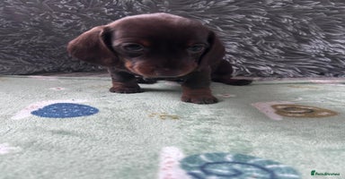 Dachshund dogs - Advert 2