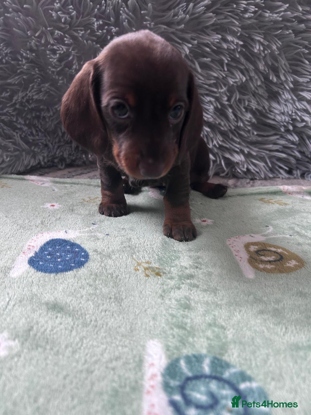 Dachshund dogs for sale: Miniature Daschund - Image 2