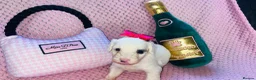 Cockapoo dogs for sale: Stunning cockapoo puppys  - Advert 25