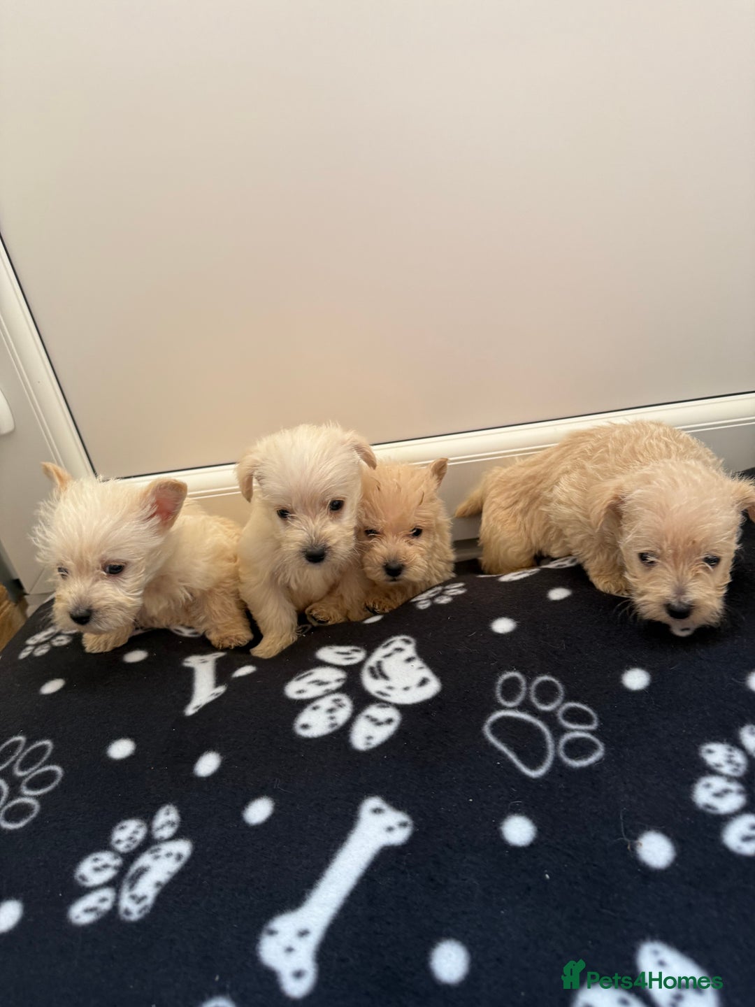 West Highland Terrier dogs for sale: DNA health tested Westie-poos  - Image 21