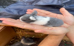 Mini Lop rabbits for sale: 🌹🍓outstanding pure mini lops 🍓🌹 - Image 10