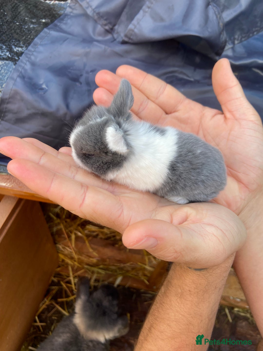 Mini Lop rabbits for sale: 🌹🍓outstanding pure mini lops 🍓🌹 - Image 10
