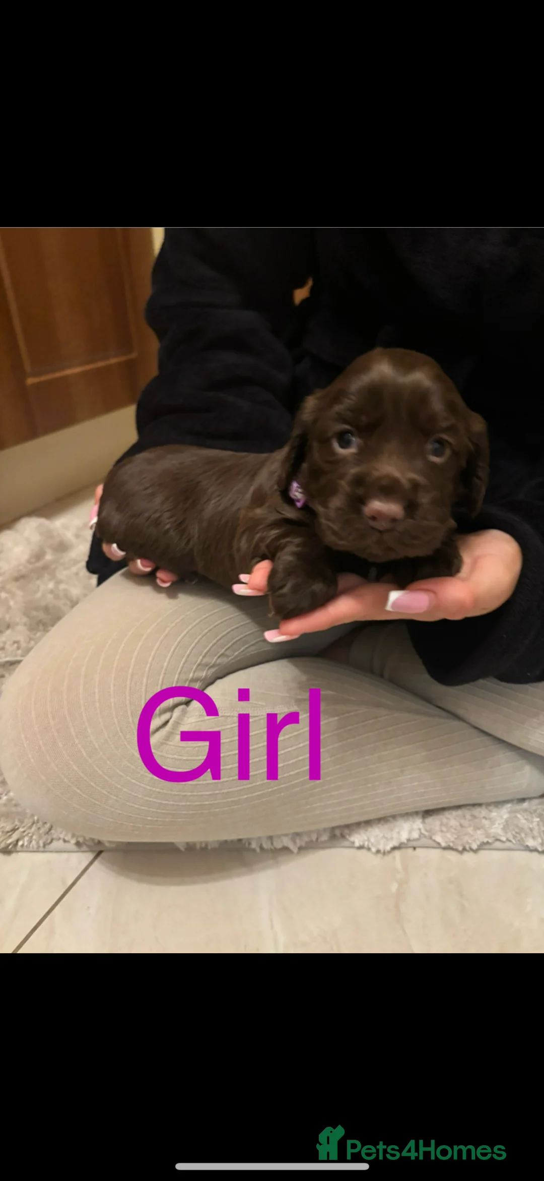 Cocker Spaniel dogs for sale: 1 GIRL LEFT READY TO LEAVE cocker spaniel puppies  - Advert 13