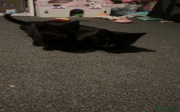 Bombay cats for sale: 2 beautiful baby kittens  - Image 6