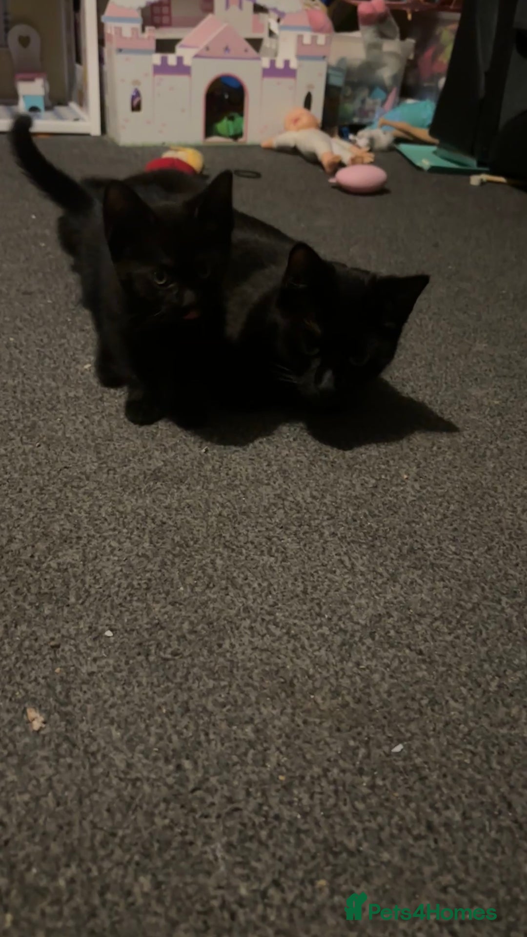 Bombay cats for sale: 2 beautiful baby kittens  - Image 6