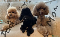 Toy Poodle dogs for sale: Toy poodles (5 girls and 2 boys) - Image 3