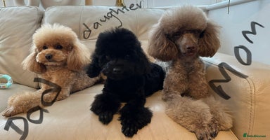 Toy Poodle dogs - Advert 15