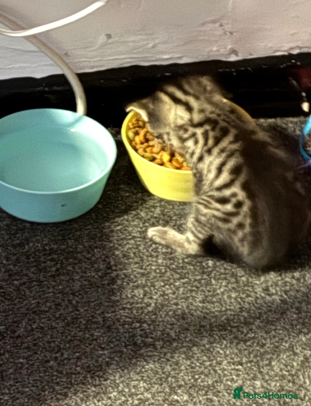 Mixed Breed cats for sale: 2 Kittens For Sale - Image 9