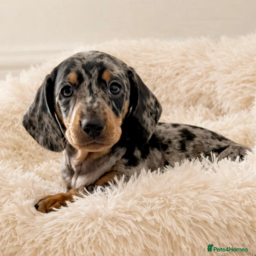 Dachshund dogs for sale: Miniature Dachshund puppies  - Advert 4