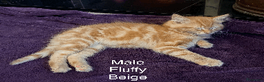 Male Fluffy Beige