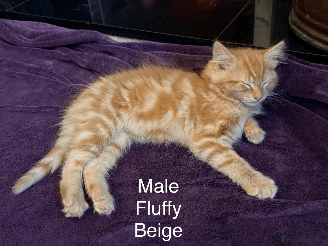 Mixed Breed cats for sale: Seven gingers, bundles of joy! - Advert 3