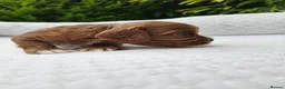 Cavapoo dogs for sale: Cavapoo puppies (toy)DNA CLEAR - Advert 9