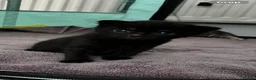 Mixed Breed cats for sale: Kittens gor sale - Advert 1