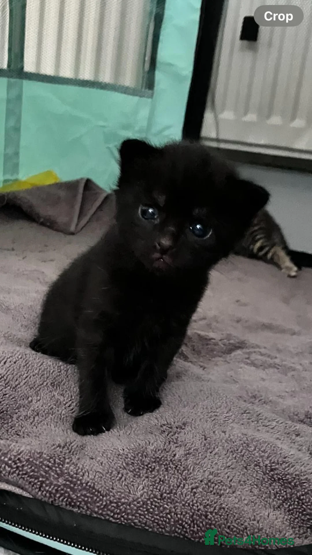 Mixed Breed cats for sale: Kittens gor sale - Advert 1