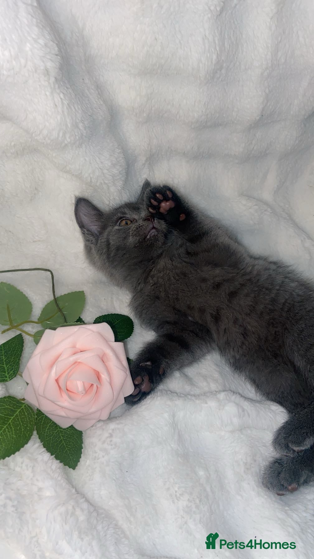 British Shorthair cats Cute British shorthair x sypnx kitten 9 weeks old - Advert 1