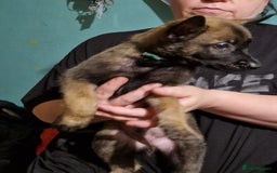 Belgian Shepherd Dog dogs for sale: Belgium Malinois Cross  - Image 12