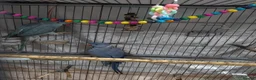 Ringnecks birds for sale: Breeding pair of violet and blue + CAGE - Advert 10