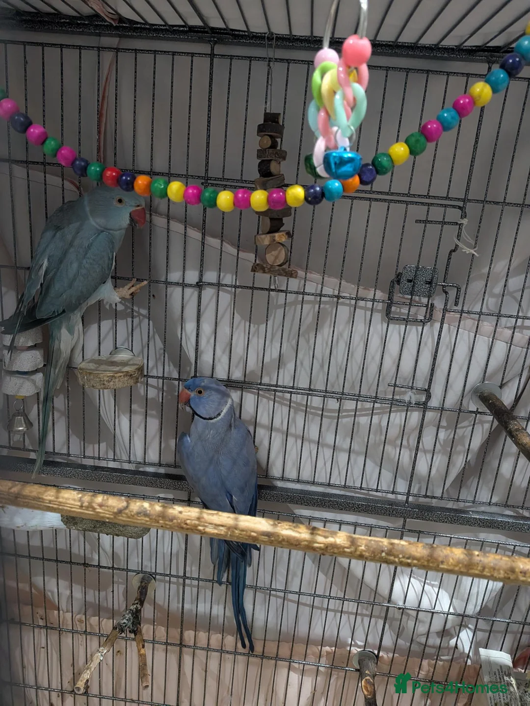 Ringnecks birds for sale: Breeding pair of violet and blue + CAGE - Advert 10