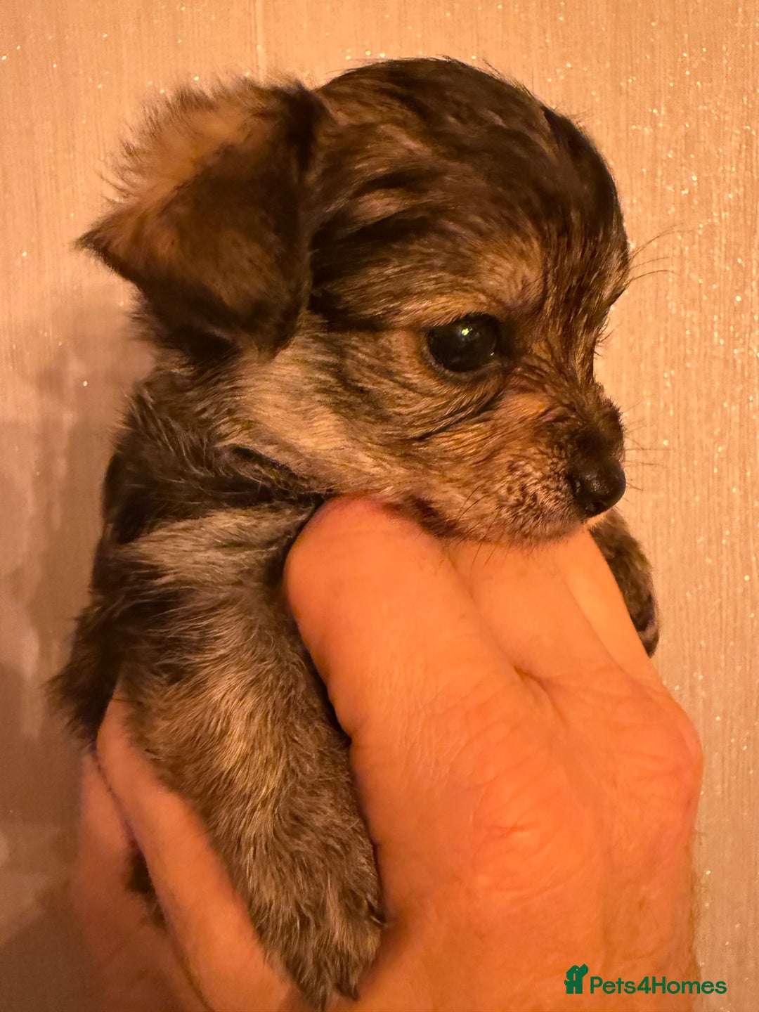 Yorkiepoo dogs for sale: Yorkipoos READY  **  EVE - Advert 3