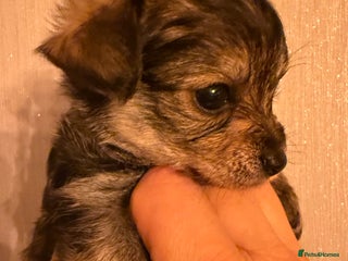 Yorkiepoo dogs Yorkipoos READY in 3 weeks - Advert 9