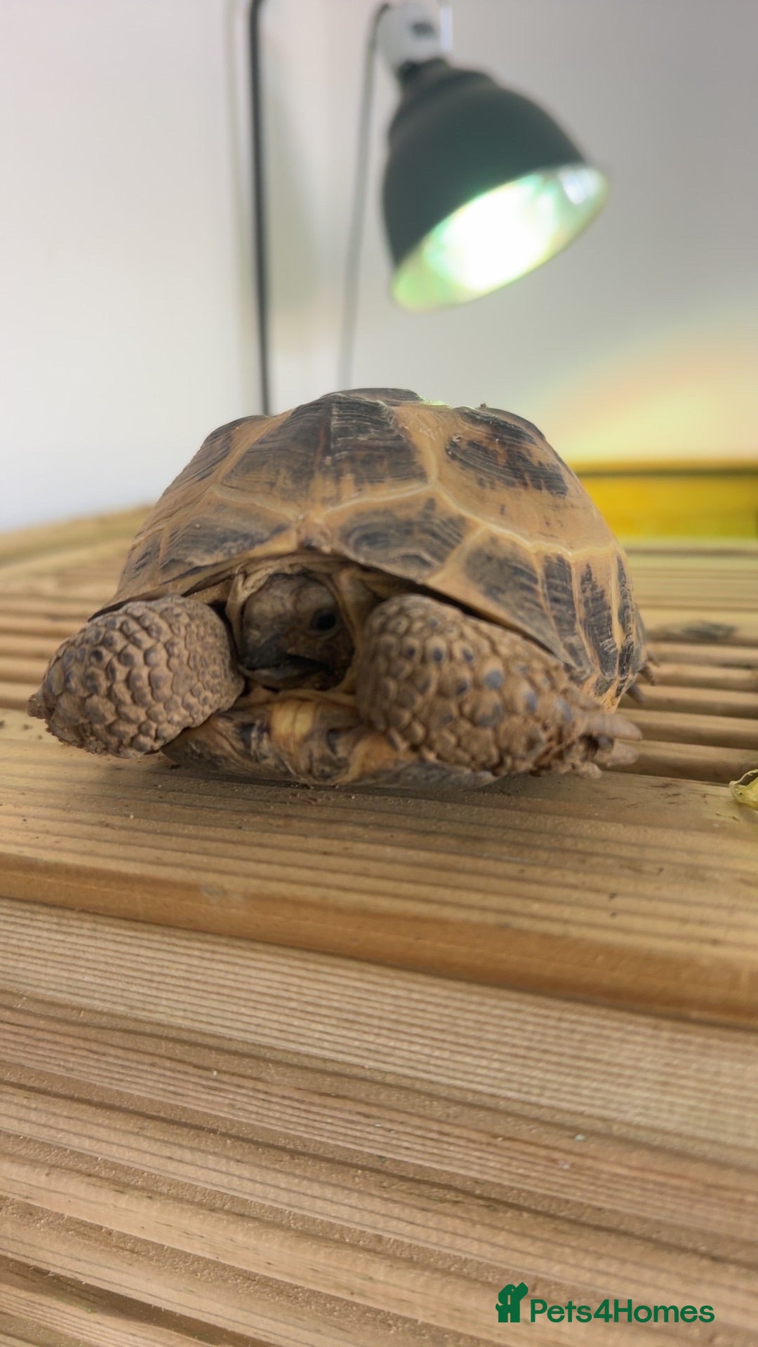 Tortoise reptiles Horsefeild tortoise 6 years old  - Advert 1