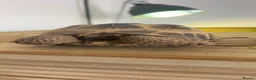 Tortoise reptiles for sale: Horsefeild tortoise 6 years old  in Newcastle upon Tyne - Advert 1