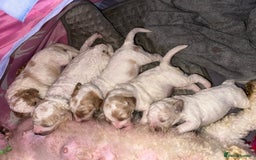 Cavapoochon dogs for sale: Cavapoochon! Our December Reindeer Litter!  - Image 19