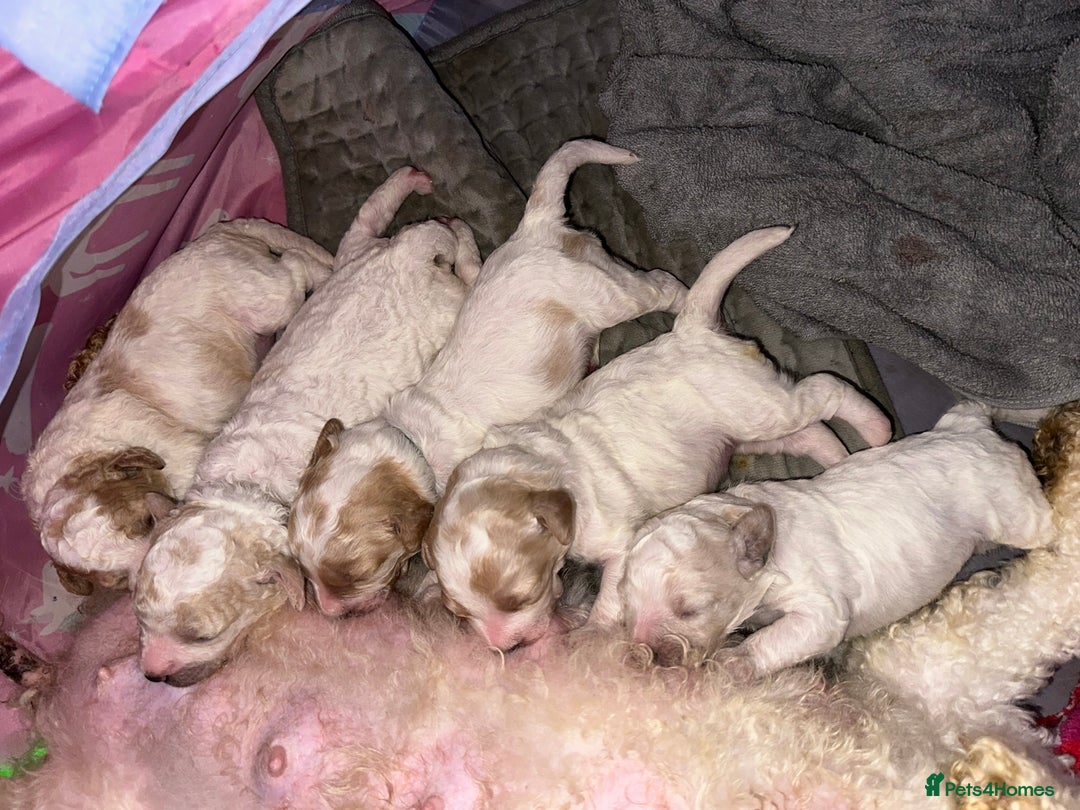 Cavapoochon dogs for sale: Cavapoochon! Our December Reindeer Litter!  - Image 19