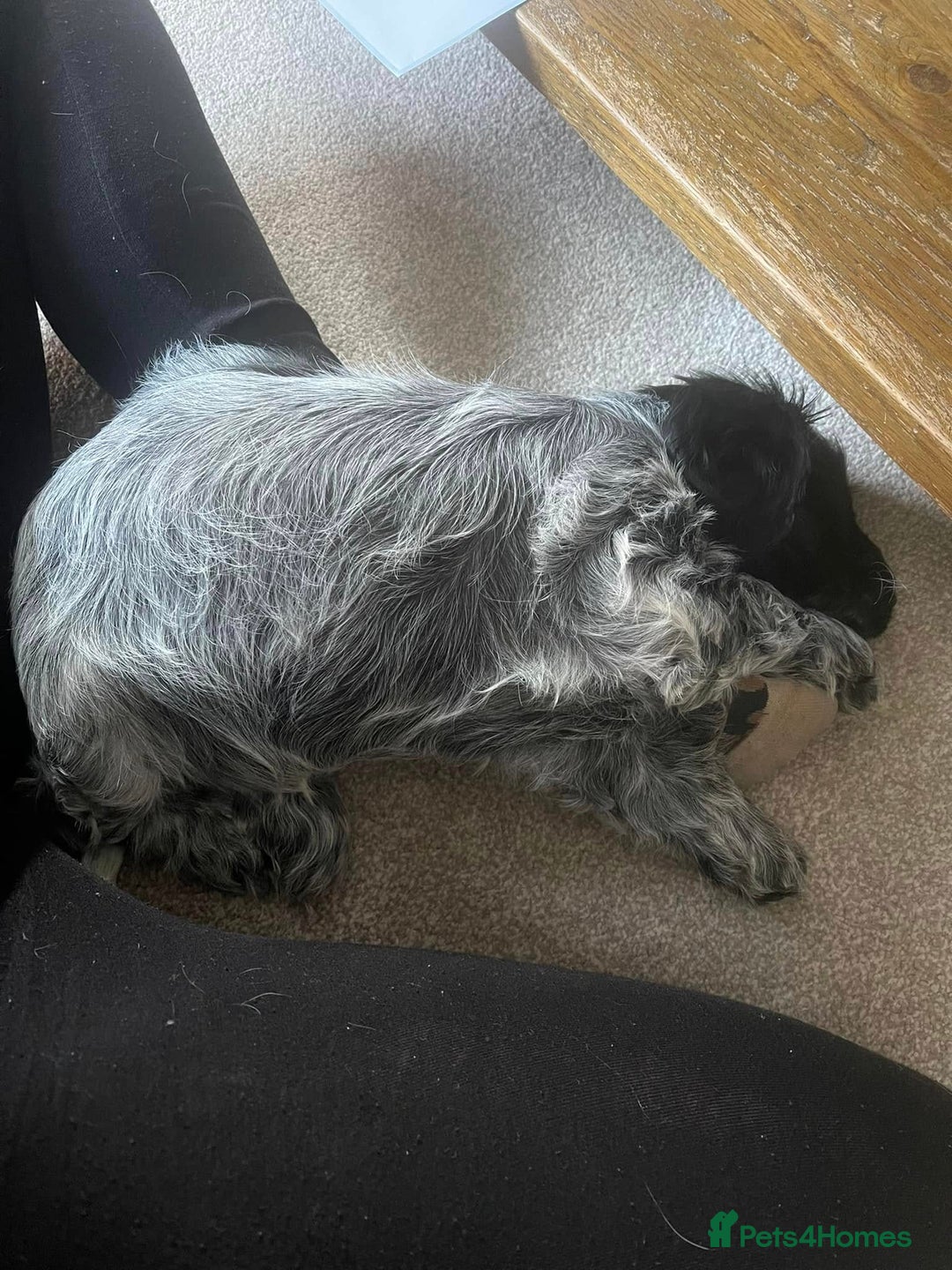 Cocker Spaniel dogs for sale: Pedigree KC Show Cocker Spaniel Puppies - Advert 18