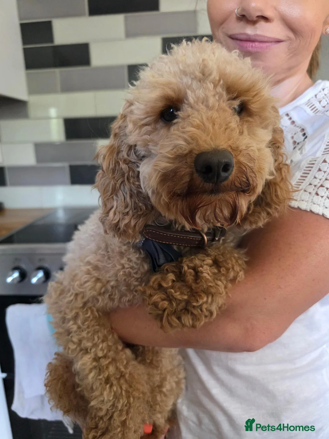 Yorkiepoo dogs for sale: Yorkiepoo puppies for sale - Advert 2