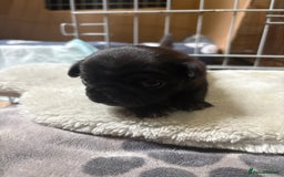 Pug dogs for sale: 3 Pure Breed Pug Puppies looking for forever homes - Image 5